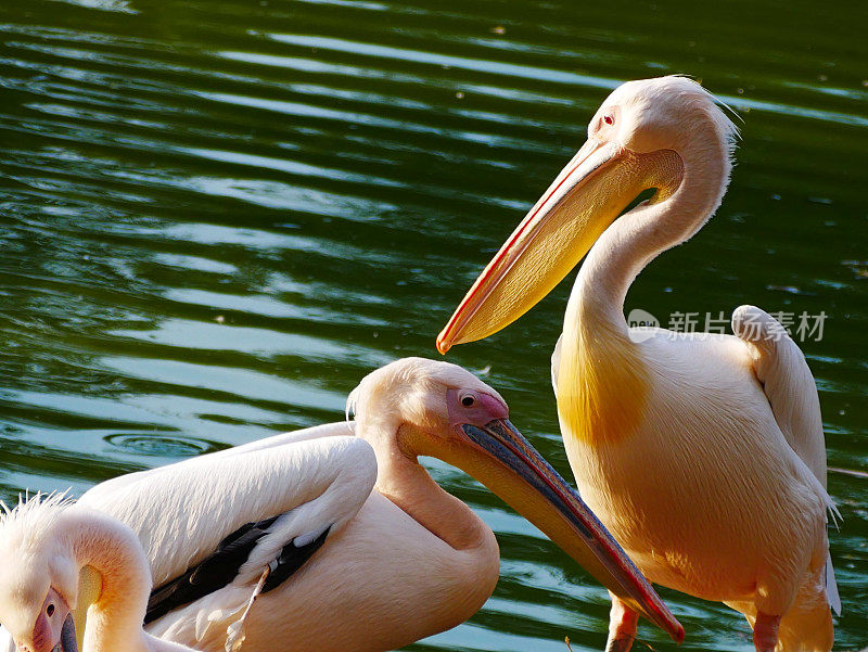 大白鹈鹕(Pelecanus onocrotalus)